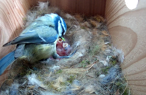 National Nest Box Week 2023