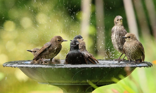 How to Help Birds During a Heatwave