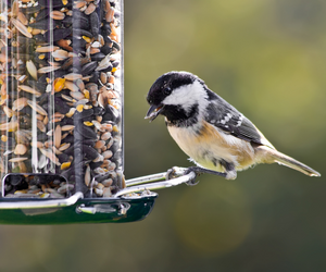 5 Tips for Easy Birdwatching