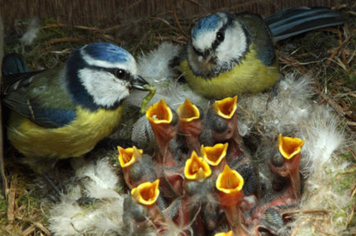 Blue tit nesting 2025