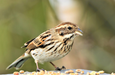 Spotlight on: Sparrows