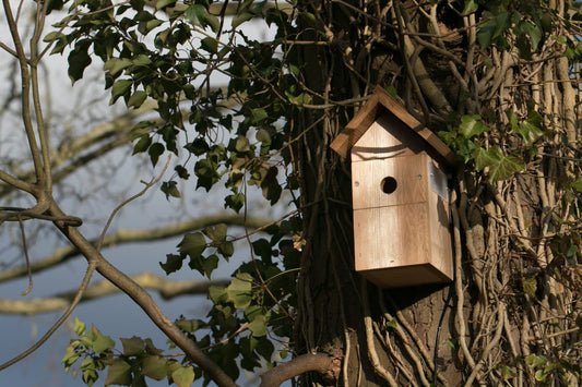 Where is The Best Place to Put a Nest Box?