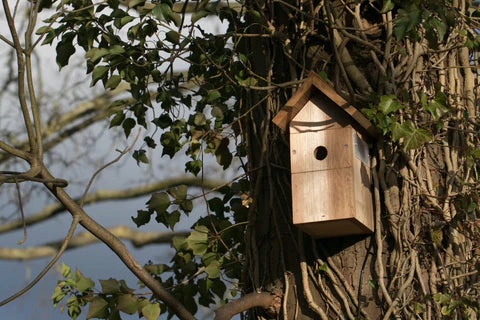 Where is The Best Place to Put a Nest Box?