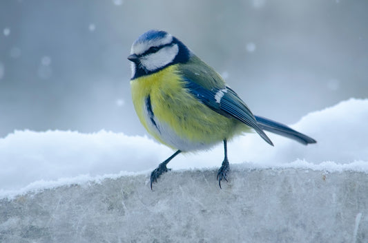 How to Help Garden Birds in Winter