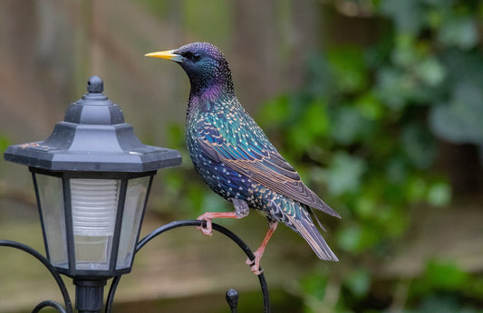 Spotlight on: Starlings