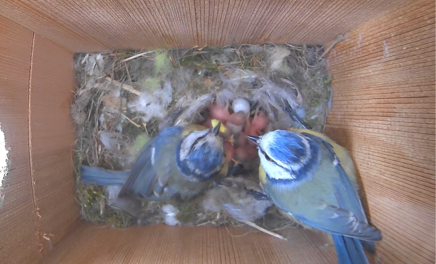 WiFi Bird Box Camera System