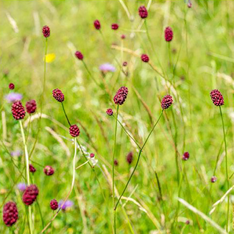 SeedBall - Beetle mix