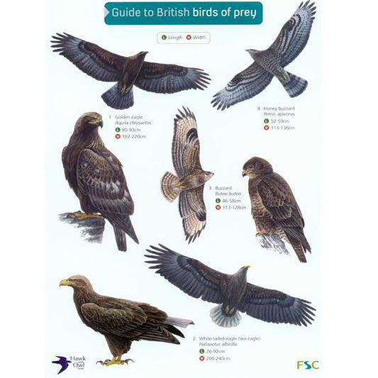 Guide to British Birds of Prey