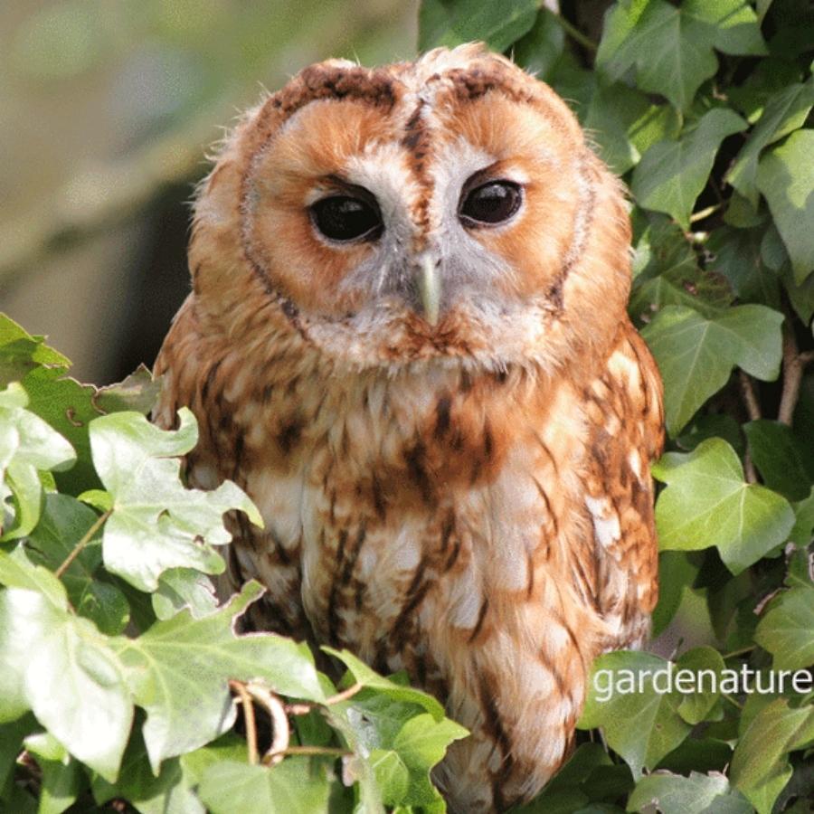 CCD Tawny Owl Box
