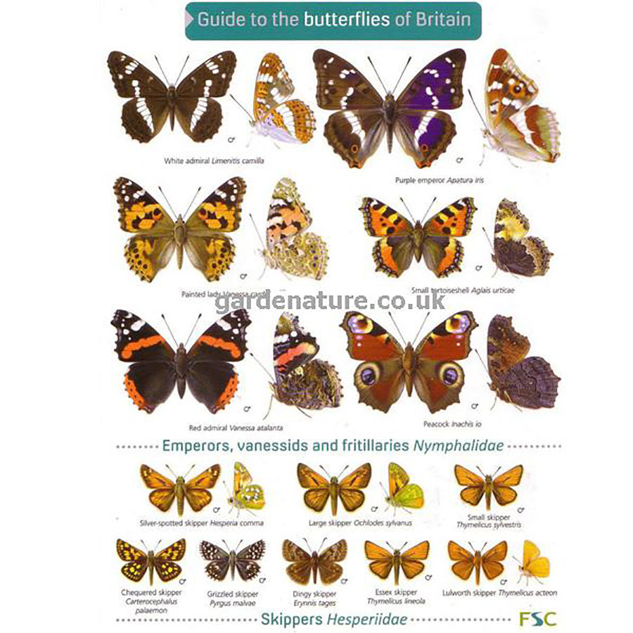 Labled British Butterflies British Butterflies And Moths Print