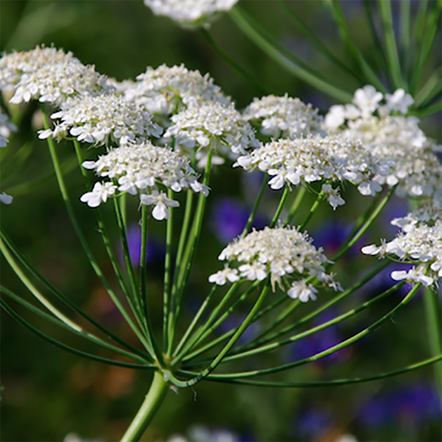 SeedBall - Beetle mix