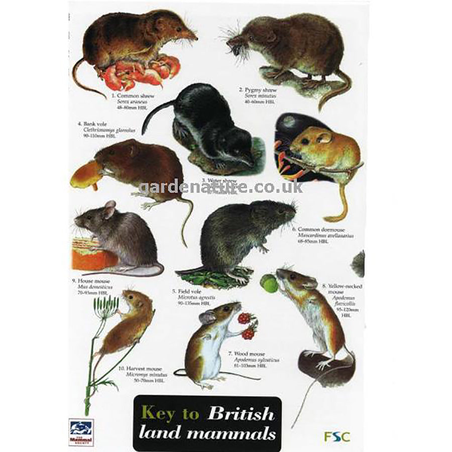 British Land Mammals Field Study Guide