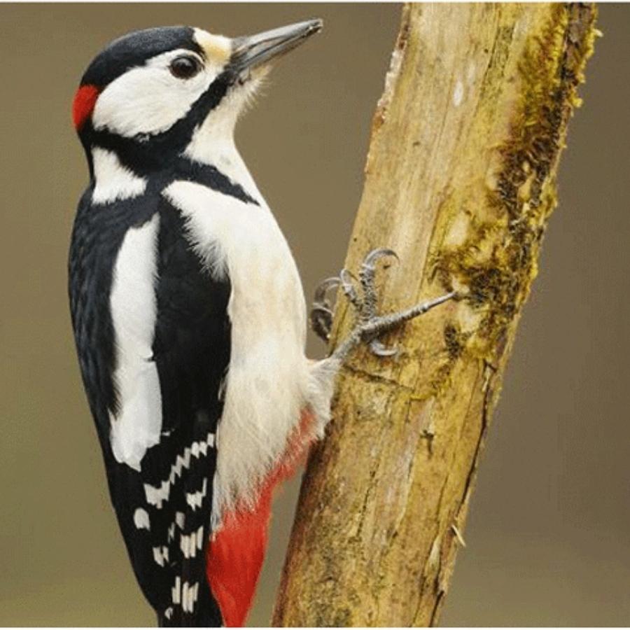 Woodpecker Nest Box