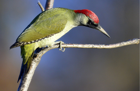 Spotlight on: Woodpeckers