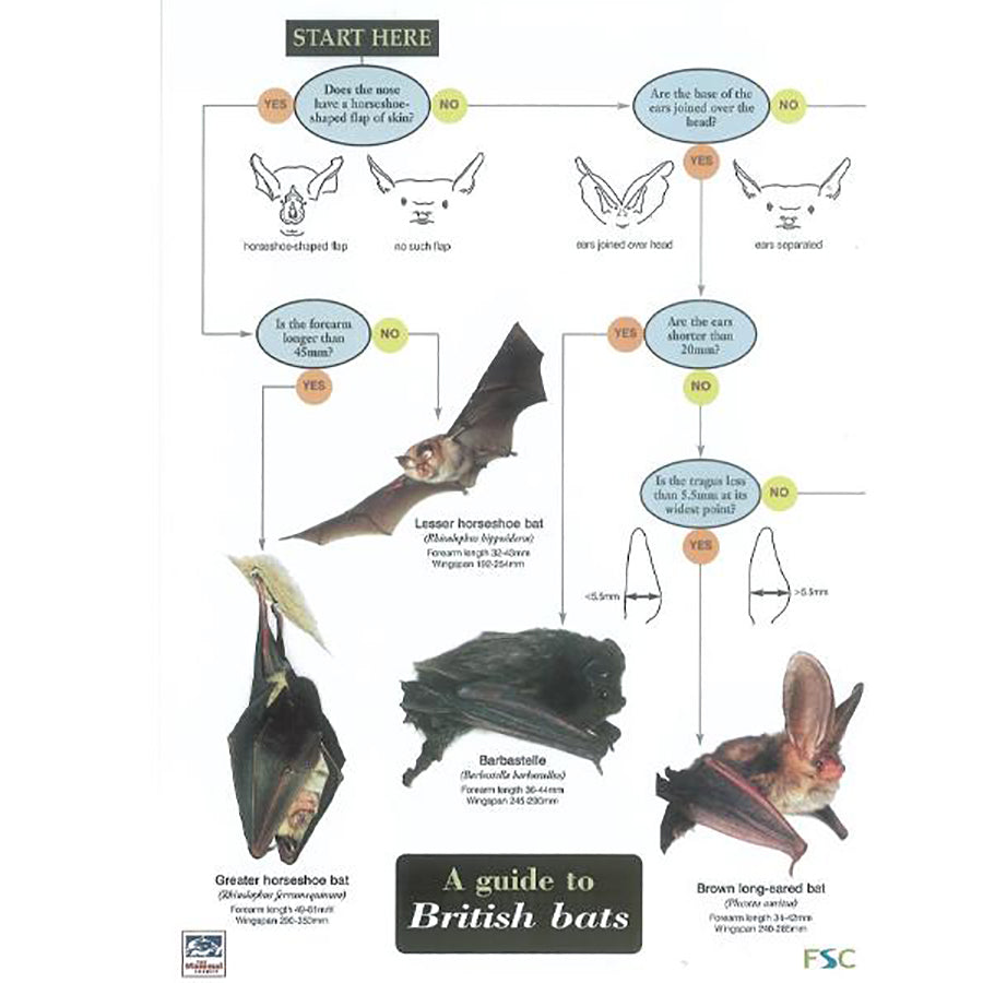 Bat Info British Bats Field Study Guide – Gardenature