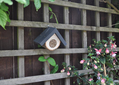 The Honeycomb Solitary Bee Hive