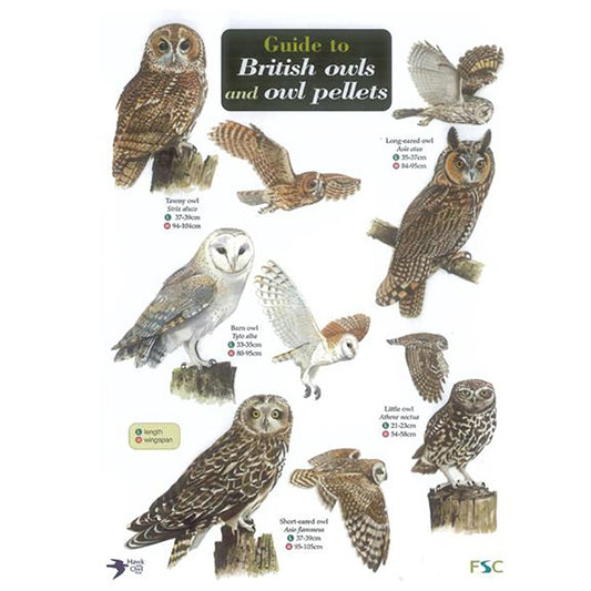 British Owls And Owl Pellets Field Study Guide