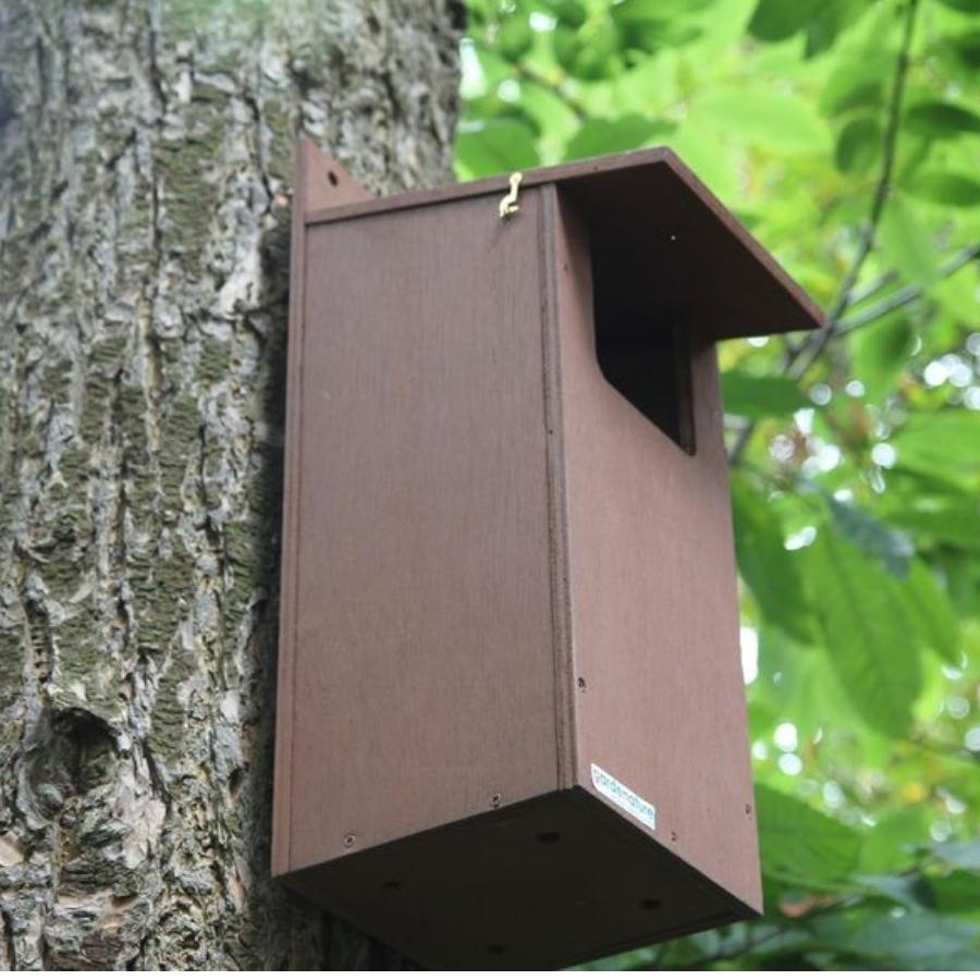 owl box camera