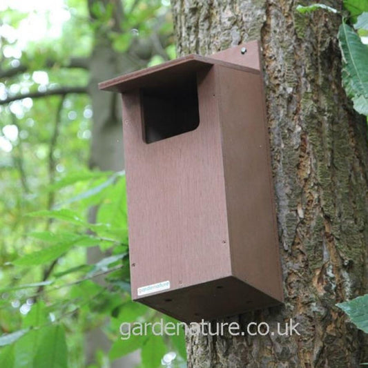 Little Owl Box