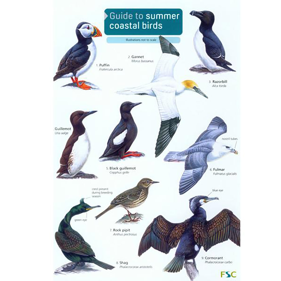 Guide to Summer Coastal Birds