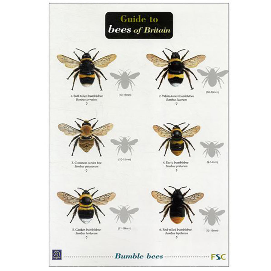 Guide to Bees