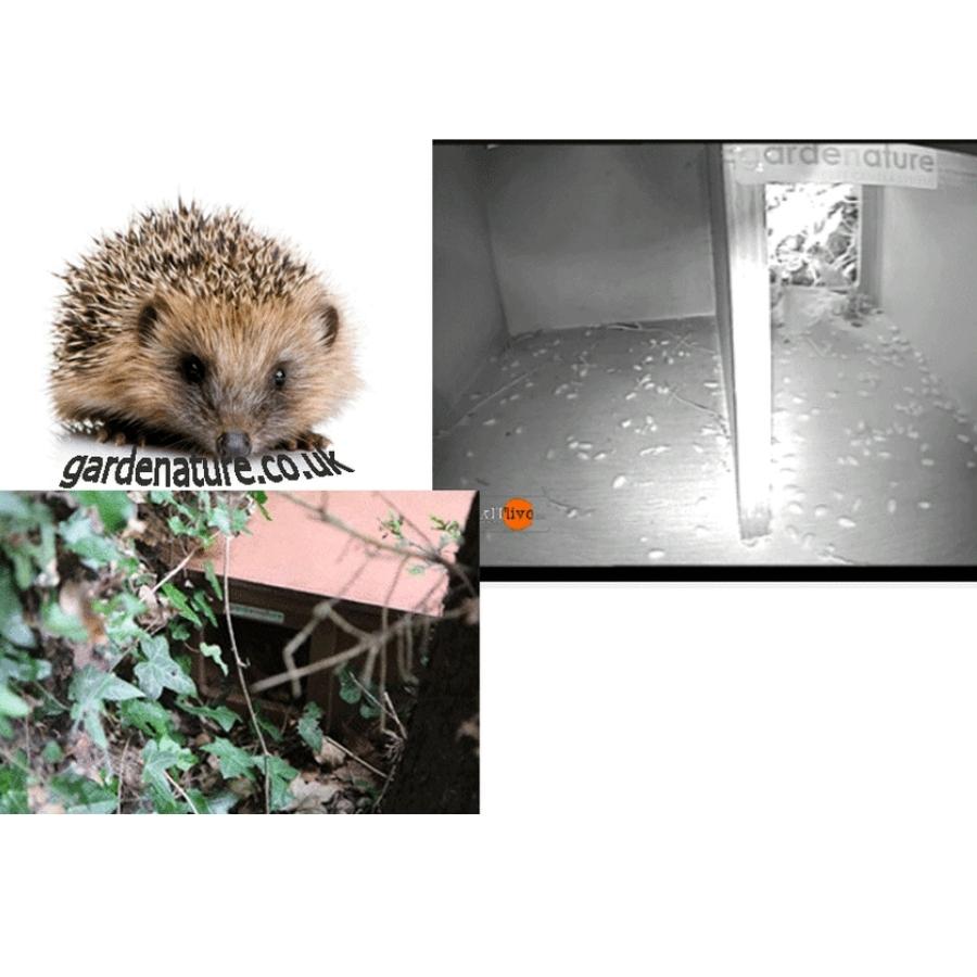 Hedgehog Home