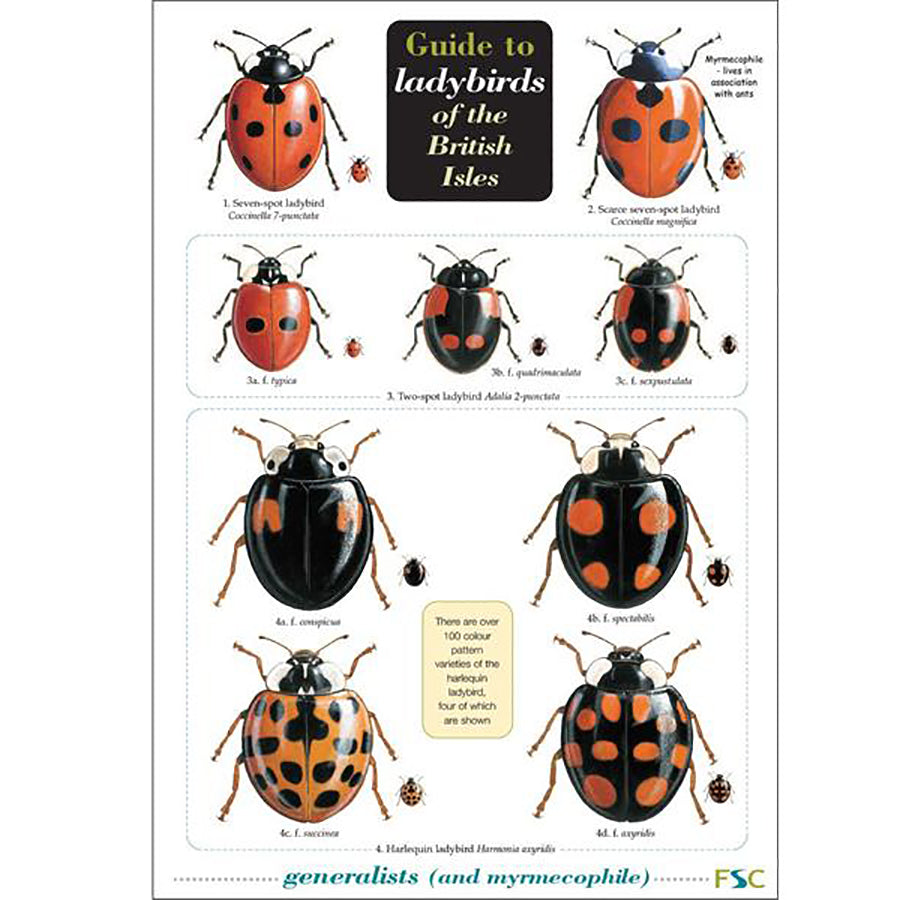 Guide to Ladybirds of the British Isles