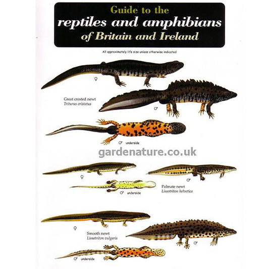 Reptiles And Amphibians Field Study Guide